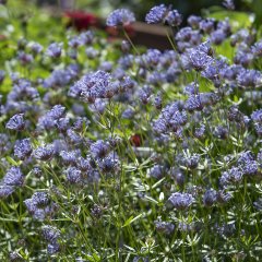 İnce Otu (Asperula Orientalis Blue Surprise) Tohumu(20 tohum)