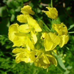 Brassica Nigra Siyah Hardal Bitkisi Tohumu (100 tohum)