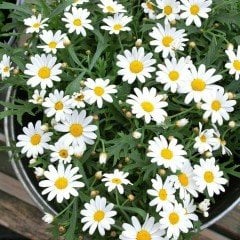 Sarı Papatya German Chamomile Çiçeği Tohumu Aramotik (100 tohum)