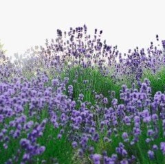 Limonium Sinuatum Lilac Lavender Deniz Lavantası Tohumu (30 tohum)