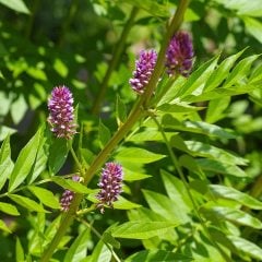 Meyan Bitkisi Tohumu (Glycyrrhiza Glabra) Aromatik 10 tohum