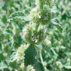 Horehound Marrubium Vulgare Bitkisi Tohumu (100 tohum)