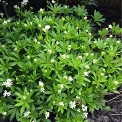 Asperula Odorata or Galium Odoratum İnce Otu Tohumu (10 tohum)