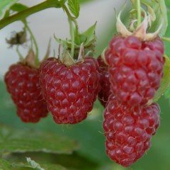 Nadir Bulunan Longanberry Verimli Ahududu Fidanı