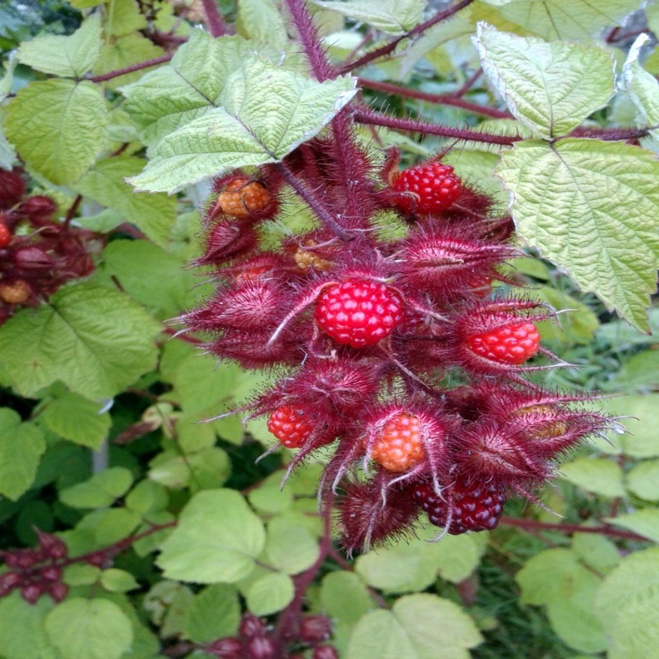 Şaraplık Winberry Ahududu Fidanı