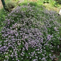 Dağ Kekik (Keklik) Otu Tohumu (100 tohum)