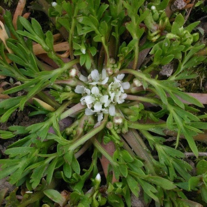 Bahçe Teresi (Garden Cress) Tohumu (100 tohum)