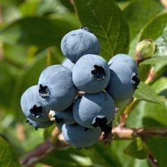 Doğal Yaban Mersini (Likapa Bluberry) Tohumu (10 Adet)