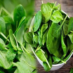 Sofralık Matador Ispanak Tohumu (1 Kg)