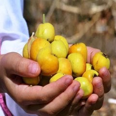 Tüplü Yabani Alıç Fidanı (Sınırlı Sayıda)