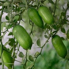 Tüplü Meyve Verme Yaşında Finger Lime Parmak Limon Fidanı