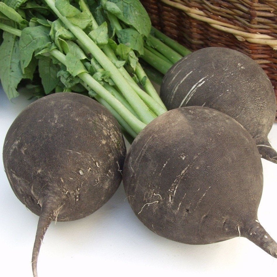 Doğal İri Siyah (Black Radish) Turp Tohumu (600 Tohum)