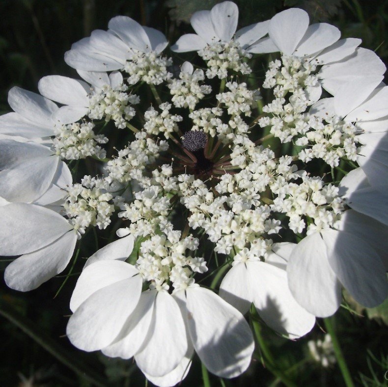 Büyük Diş Otu (Yalancı Diş Otu) Ammi Majus Çiçeği Tohumu (20 tohum)