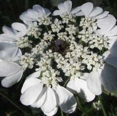 Büyük Diş Otu (Yalancı Diş Otu) Ammi Majus Çiçeği Tohumu (20 tohum)