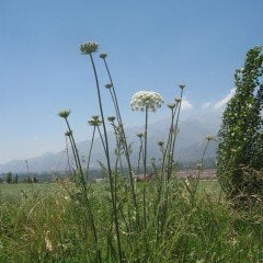 Diş Otu Tohumu Spilanthes Oleraceae Tothache Plant Doğal (20 tohum)