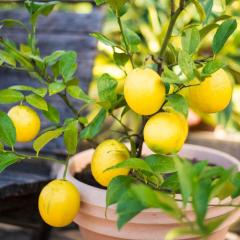 Tüplü Aşılı Bodur Tip Ofis Ev İçin İdeal Üzeri Meyveli Mayer Limon Fidanı