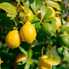 Tüplü Aşılı Bol Dökümlü Yediveren Euroka Limon Fidanı