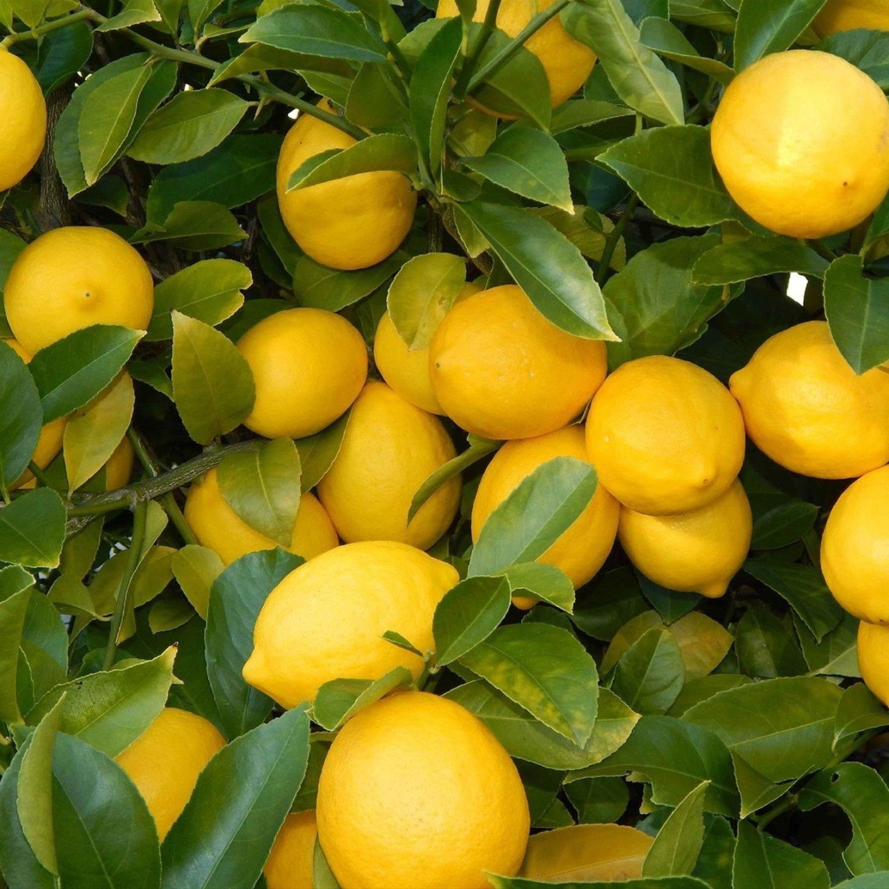 Tüplü Aşılı Yüksek Verimli Yediveren Limon Fidanı