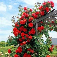 Kokulu Kırmızı Sarmaşık Gül Cherry Belle Tohumu (10 tohum)