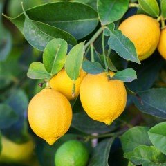 Tüplü Aşılı Bodur Tip Ofis Ev İçin İdeal Üzeri Meyveli Yediveren Limon Fidanı