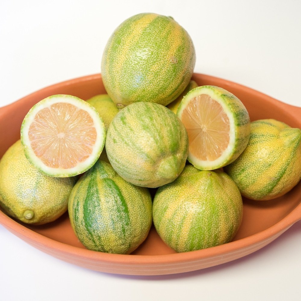 Tüplü Aşılı Nadir Bulunan Alacalı Yapraklı Süs Limon Fidanı