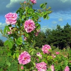 Kokulu Pink Quen Pembe Renkli Sarmaşık Gül Tohumu (10 tohum)