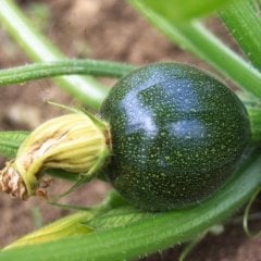 Dolmalık Round Zucchini Yaz Kabağı Tohumu (10 tohum)