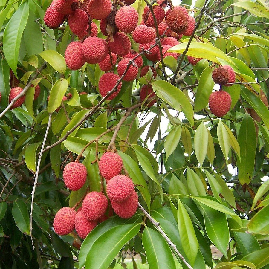 Tropikal Çeşit Tüplü Liçi (Litchi) Fidanı