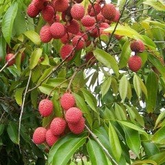 Tropikal Çeşit Tüplü Liçi (Litchi) Fidanı