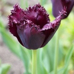 Özel Üretim Fırfırlı Black Jewel Lale Soğanı (5 Adet)