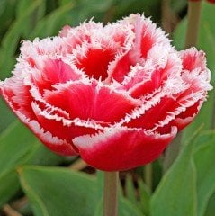 Brest Pembe Pink Fırfırlı Lale Soğanı (5 adet)