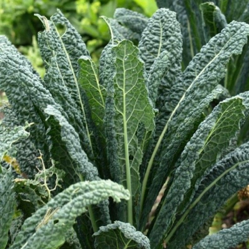 İtalyan Lacinato Kale Sebzesi Tohumu (50 tohum)