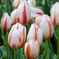 Happy Generation Çift Renkli Lale Soğanı (5 adet)