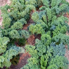 Lezzetli Bodur Scotch Kale Tohumu (50 tohum)