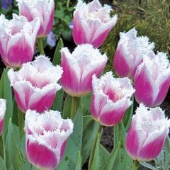 Hawaii Aloha Fırfırlı Lale Soğanı (5 adet)