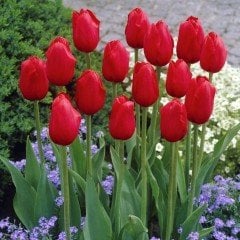 İlle De France Rouge Lale Soğanı (5 adet)