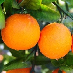 Tüplü Aşılı Meyve Verme Yaşında Rize Portakal Fidanı