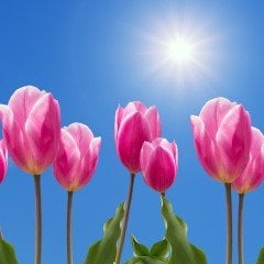 Jinkhe Pembe Beyaz İri Kafa Lale Soğanı (5 adet)