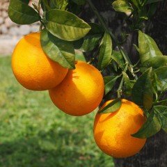 Tüplü Aşılı Aromalı Sıkmalık Tatlı Şeker Portakalı Fidanı