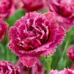 Joy Spring Fırfırlı Lale Soğanı (5 adet)