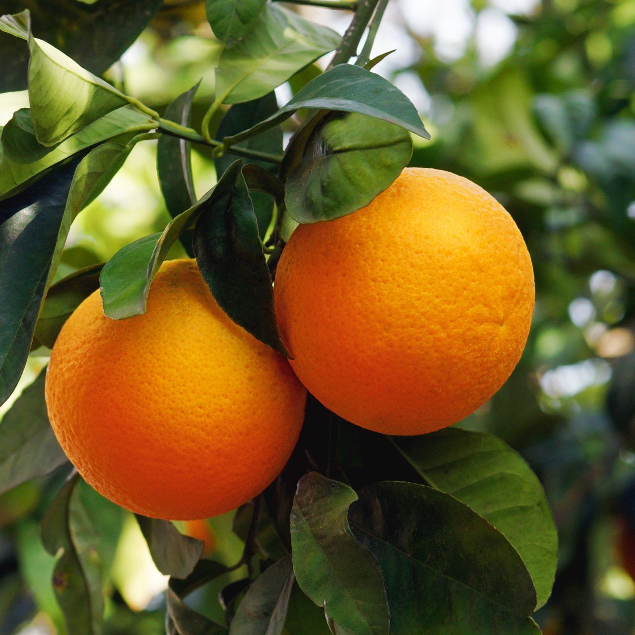 Tüplü Aşılı Meyve Verme Yaşında Fukumoto Portakal Fidanı