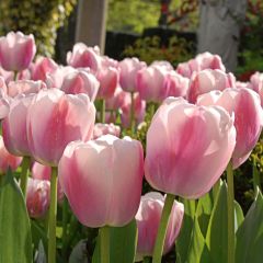 Ollioules Pembe Beyaz Lale Soğanı (5 adet)