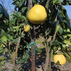 Tüplü Aşılı Meyve Verme Yaşında Şadok Pomelo Fidanı