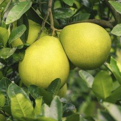 Tüplü Aşılı Meyve Verme Yaşında Şadok Pomelo Fidanı