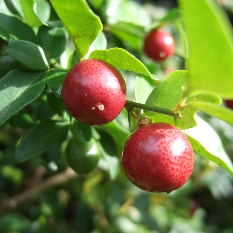 Tüplü Nadir Bulunan Bonsaiye Uygun Narenciye Lime Berry Fidanı
