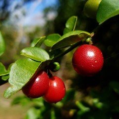 Tüplü Nadir Bulunan Bonsaiye Uygun Narenciye Lime Berry Fidanı