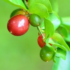 Tüplü Nadir Bulunan Bonsaiye Uygun Narenciye Lime Berry Fidanı