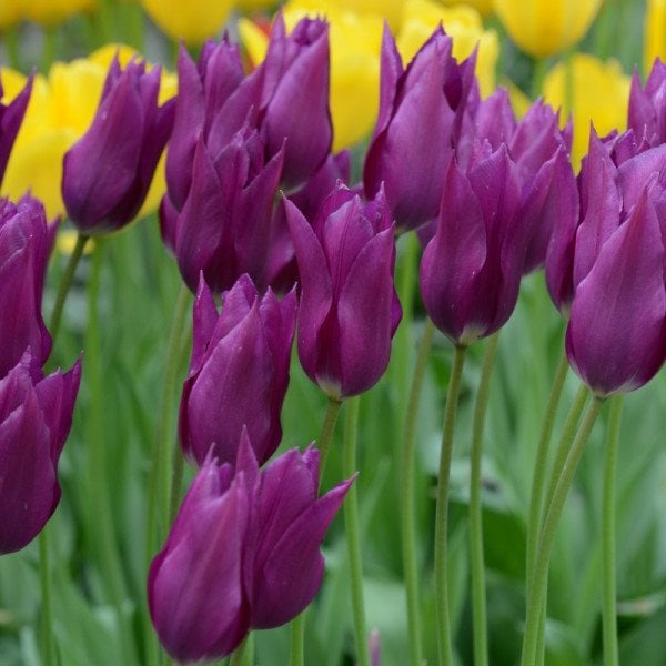 Purple Dream Osmanlı Lale Soğanı (5 adet)