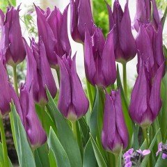 Purple Dream Osmanlı Lale Soğanı (5 adet)