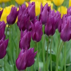Purple Dream Osmanlı Lale Soğanı (5 adet)